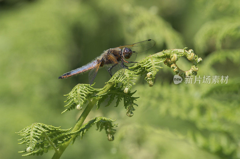 稀有追逐蜻蜓(Libellula fulva)